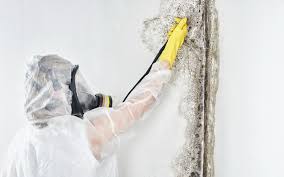 Reliable Palo, IA Mold Inspection Solutions